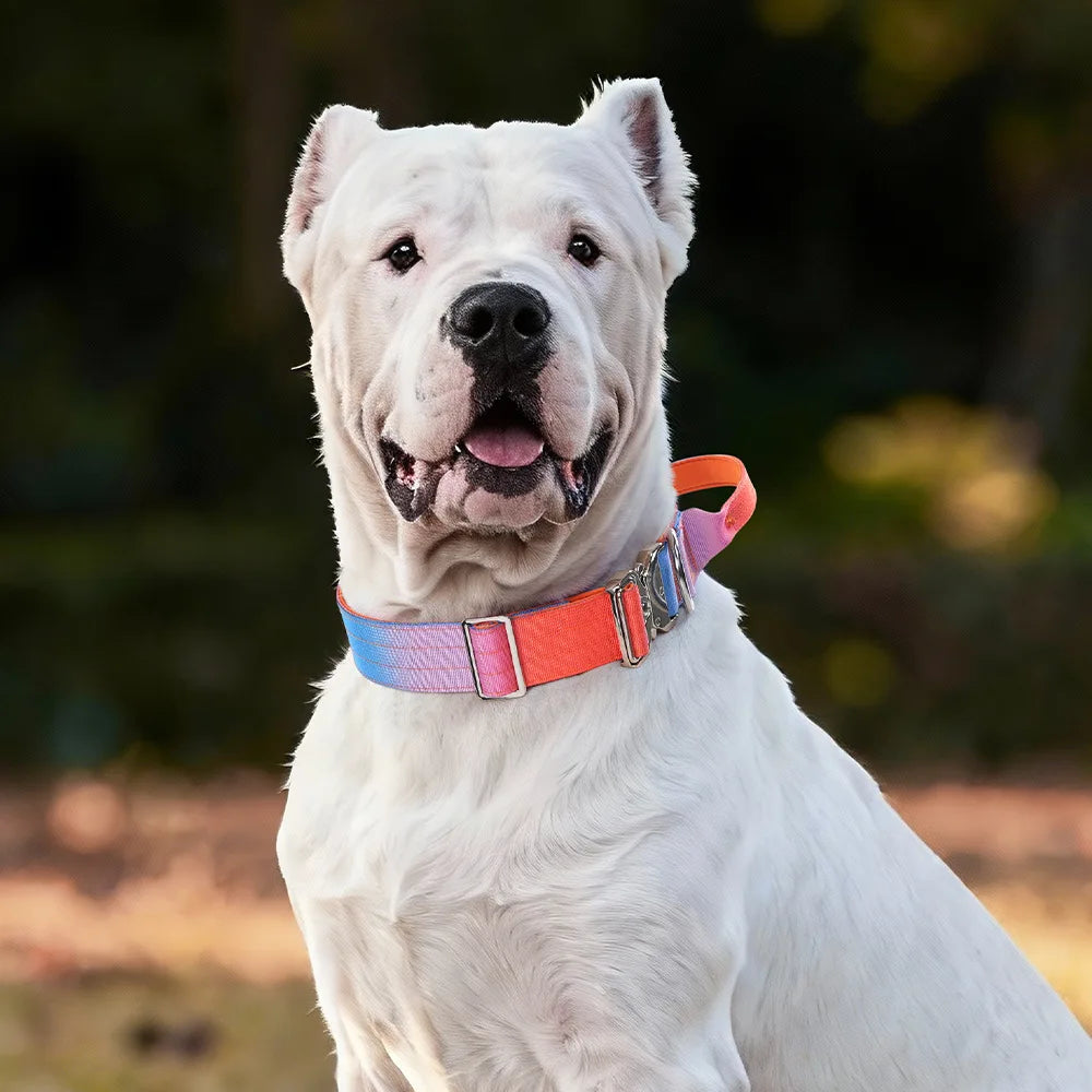Heavy Duty Tactical Dog Collar With Handle Metal D Ring