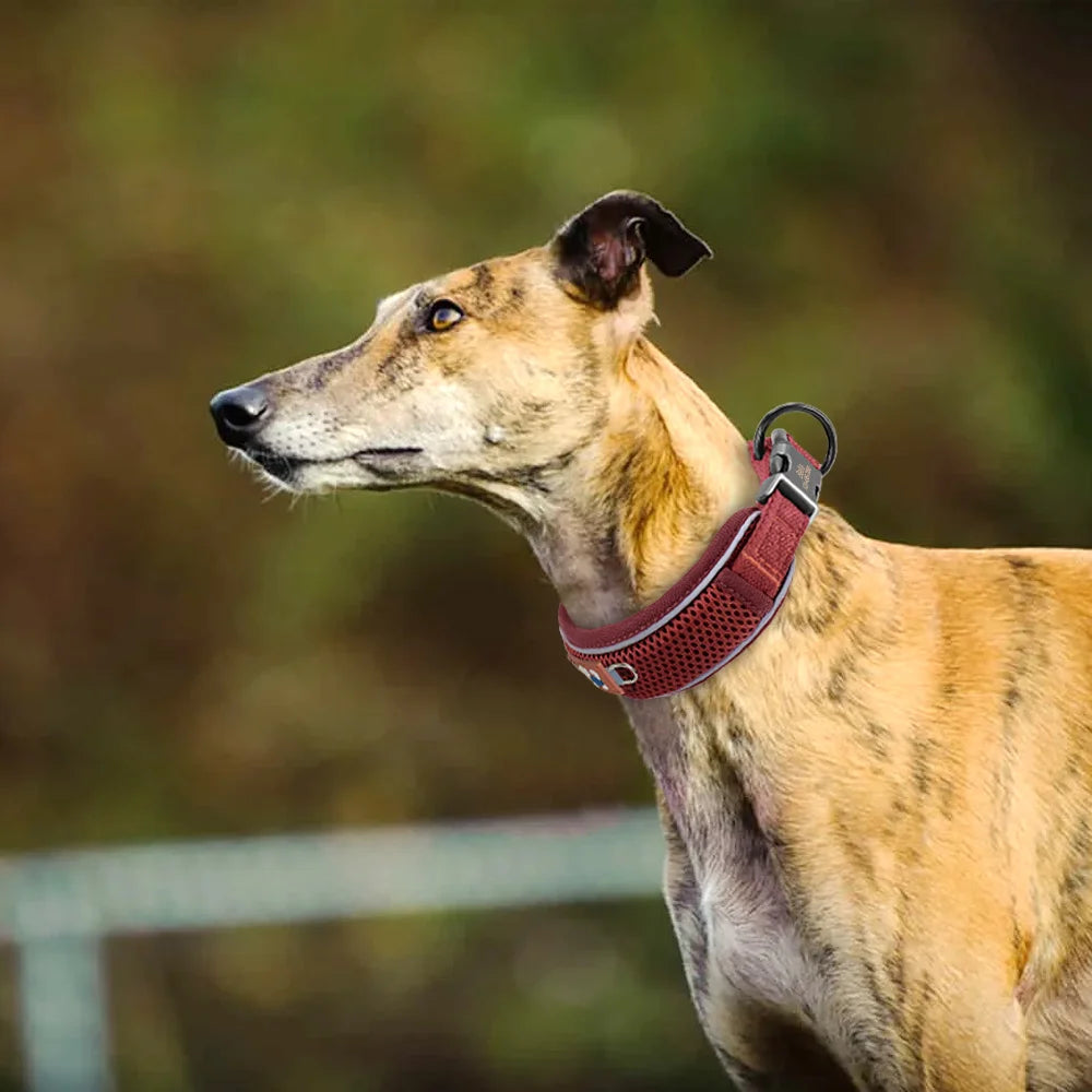 Personalized Reflective Mesh Dog Collar Featuring Padded Comfort