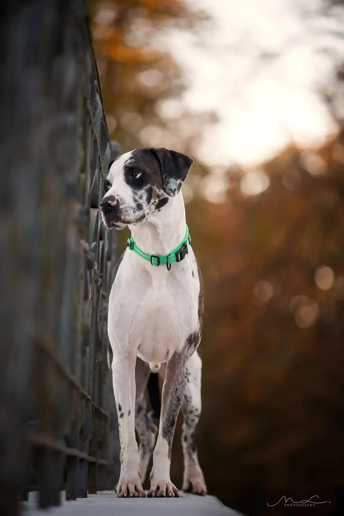 TrueLove Padded Reflective Adjustable Nylon Pet Collar